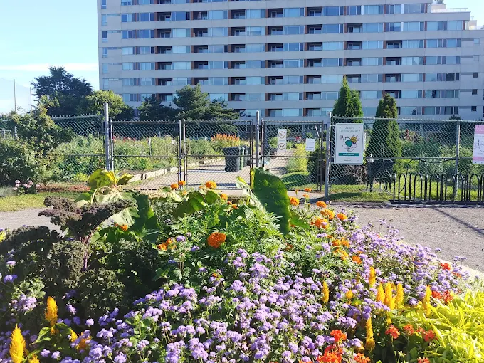 Fleurs et jardinets au Pré-Carré